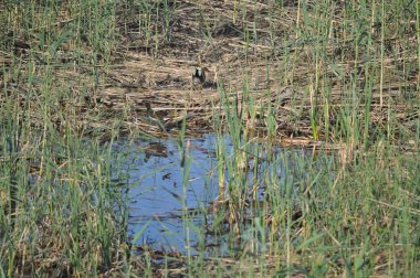 Doğal ortamda güzel kuş Küçük karak (Porzana parva)