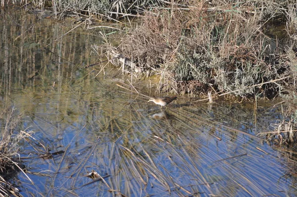 Bel Oiseau Petit Râle Porzana Parva Dans Environnement Naturel — Photo