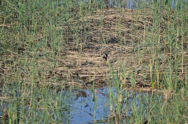 自然環境の中で美しい鳥リトルクレーク ポルツァーナパルバ — ストック写真