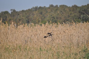 Güzel kuş Aythya nyroca (Ferruginous Duck) doğal ortamda