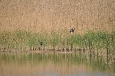 Güzel kuş Aythya nyroca (Ferruginous Duck) doğal ortamda