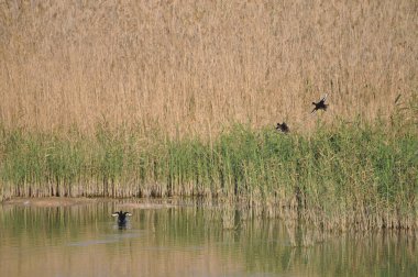 Güzel kuş Aythya nyroca (Ferruginous Duck) doğal ortamda