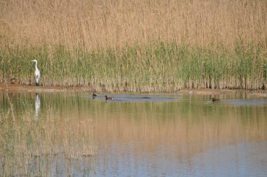Güzel kuş Aythya nyroca (Ferruginous Duck) doğal ortamda