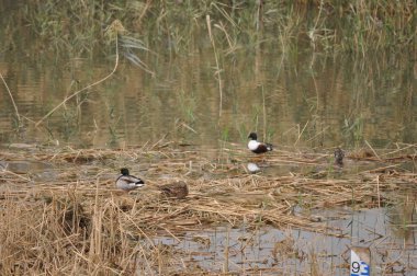 Güzel kuş Aythya nyroca (Ferruginous Duck) doğal ortamda