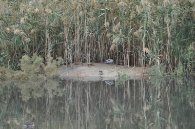 Güzel kuş Aythya nyroca (Ferruginous Duck) doğal ortamda