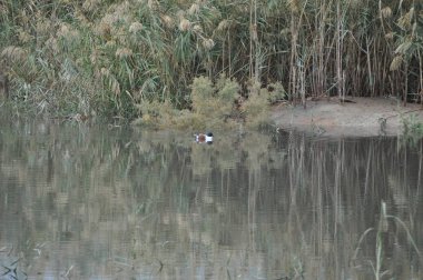 Güzel kuş Aythya nyroca (Ferruginous Duck) doğal ortamda