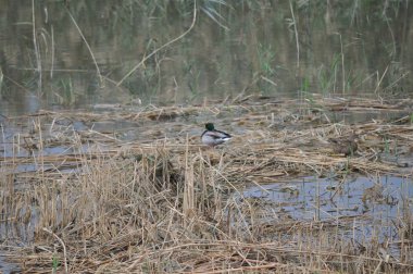 Güzel kuş Aythya nyroca (Ferruginous Duck) doğal ortamda