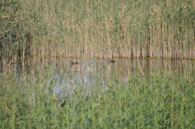 Güzel kuş Aythya nyroca (Ferruginous Duck) doğal ortamda