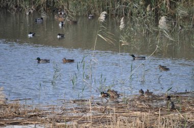Güzel kuş Aythya nyroca (Ferruginous Duck) doğal ortamda