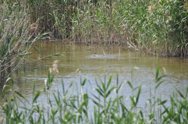 Güzel kuş Aythya nyroca (Ferruginous Duck) doğal ortamda