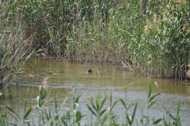 Güzel kuş Aythya nyroca (Ferruginous Duck) doğal ortamda