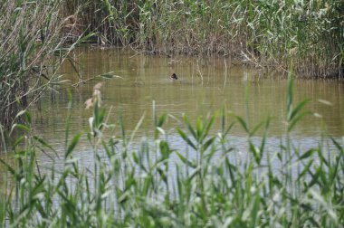 Güzel kuş Aythya nyroca (Ferruginous Duck) doğal ortamda