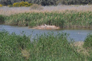 Güzel kuş Aythya nyroca (Ferruginous Duck) doğal ortamda