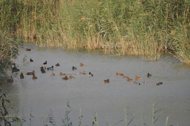 Güzel kuş Aythya nyroca (Ferruginous Duck) doğal ortamda