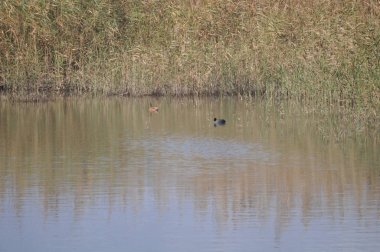 Güzel kuş Aythya nyroca (Ferruginous Duck) doğal ortamda