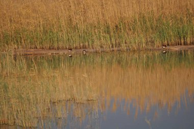 Güzel kuş Aythya nyroca (Ferruginous Duck) doğal ortamda
