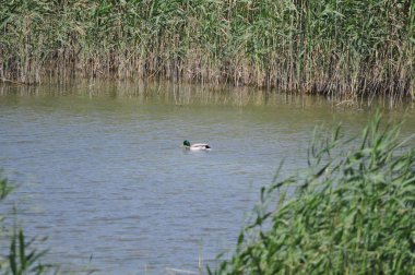 Güzel kuş Aythya nyroca (Ferruginous Duck) doğal ortamda