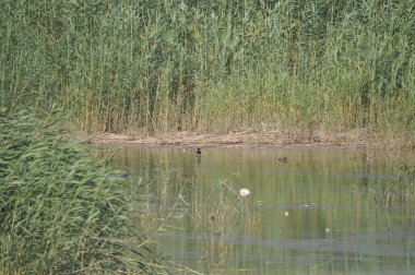 Güzel kuş Aythya nyroca (Ferruginous Duck) doğal ortamda