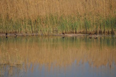 Güzel kuş Aythya nyroca (Ferruginous Duck) doğal ortamda