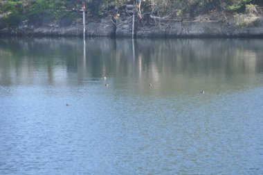 Güzel kuş Aythya nyroca (Ferruginous Duck) doğal ortamda