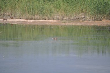 Güzel kuş Aythya nyroca (Ferruginous Duck) doğal ortamda
