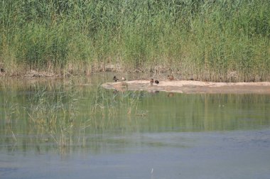Güzel kuş Aythya nyroca (Ferruginous Duck) doğal ortamda