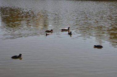 Güzel kuş Aythya nyroca (Ferruginous Duck) doğal ortamda