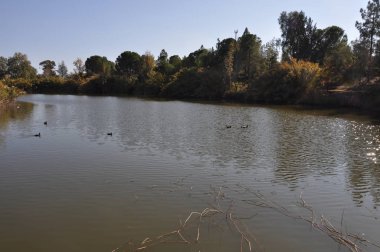 Güzel kuş Aythya nyroca (Ferruginous Duck) doğal ortamda