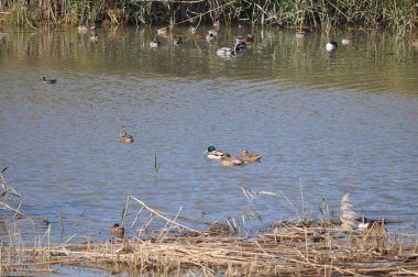 Güzel kuş Aythya nyroca (Ferruginous Duck) doğal ortamda