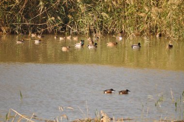 Güzel kuş Aythya nyroca (Ferruginous Duck) doğal ortamda