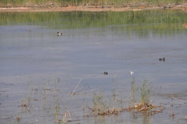 Güzel kuş Aythya nyroca (Ferruginous Duck) doğal ortamda
