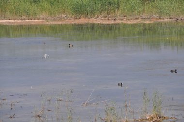 Güzel kuş Aythya nyroca (Ferruginous Duck) doğal ortamda