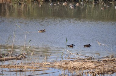 Güzel kuş Aythya nyroca (Ferruginous Duck) doğal ortamda