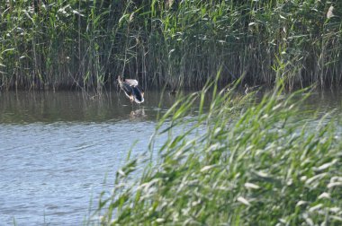 Güzel kuş Aythya nyroca (Ferruginous Duck) doğal ortamda