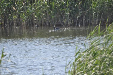 Güzel kuş Aythya nyroca (Ferruginous Duck) doğal ortamda