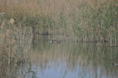 Güzel kuş Aythya nyroca (Ferruginous Duck) doğal ortamda