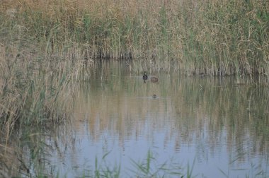 Güzel kuş Aythya nyroca (Ferruginous Duck) doğal ortamda