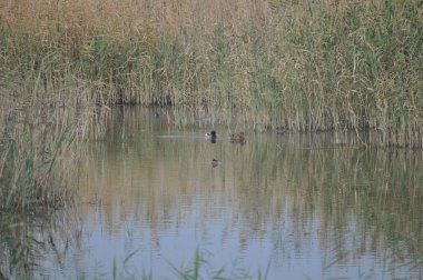 Güzel kuş Aythya nyroca (Ferruginous Duck) doğal ortamda