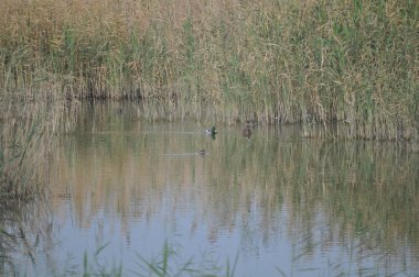 Güzel kuş Aythya nyroca (Ferruginous Duck) doğal ortamda