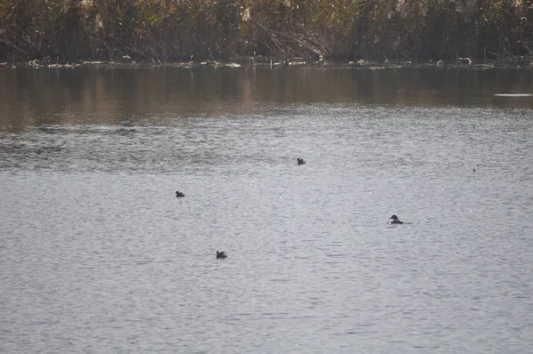 Güzel Kuş Aythya Nyroca Ferruginous Duck Doğal Ortamda — Stok fotoğraf