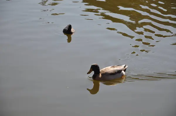 Gyönyörű Madár Aythya Nyroca Ferruginous Duck Természeti Környezetben — Stock Fotó