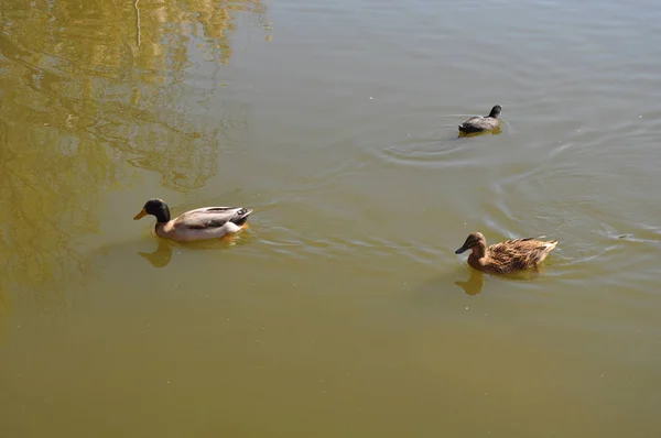 Piękny Ptak Aythya Nyroca Ferruginous Duck Naturalnym Środowisku — Zdjęcie stockowe