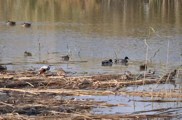 Bel Oiseau Aythya Nyroca Canard Rouilleux Dans Environnement Naturel — Photo