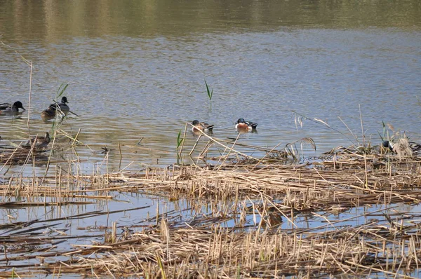 Bel Oiseau Aythya Nyroca Canard Rouilleux Dans Environnement Naturel — Photo