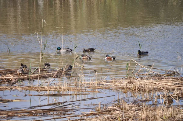 Bel Oiseau Aythya Nyroca Canard Rouilleux Dans Environnement Naturel — Photo