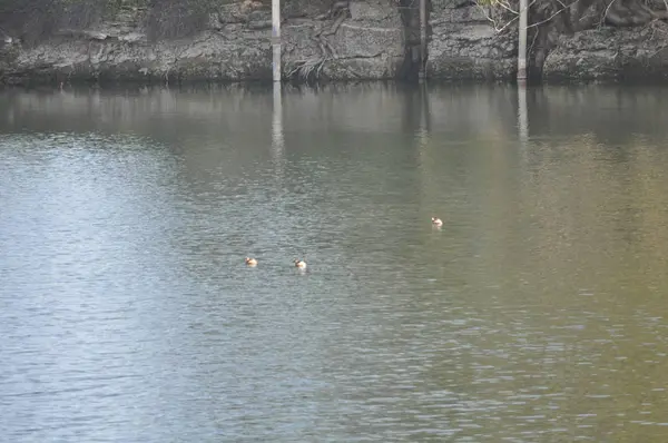 Bel Oiseau Aythya Nyroca Canard Rouilleux Dans Environnement Naturel — Photo