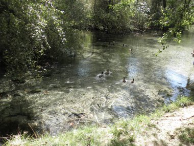 Doğal ortamda güzel kuş garganey (Spatula querquedula)