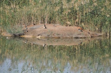 Doğal ortamda güzel kuş Avrasya teal (Anas crecca)