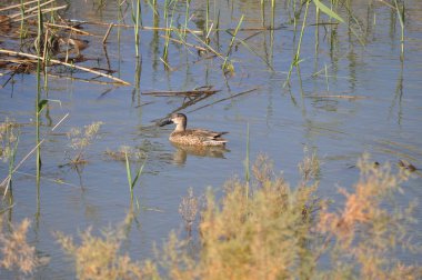 Doğal ortamda güzel kuş kuzey kürekçi (Spatula clypeata)