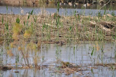Doğal ortamda güzel kuş kuzey kürekçi (Spatula clypeata)